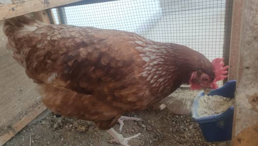 x2 Egg Laying Lohman Brown