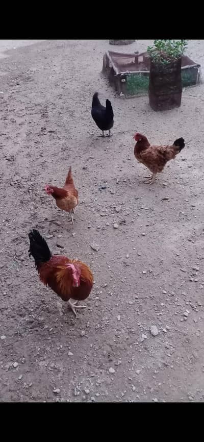 1 Murga or 3 murgia sath may for sale hee. eggs  bhe day rey he,