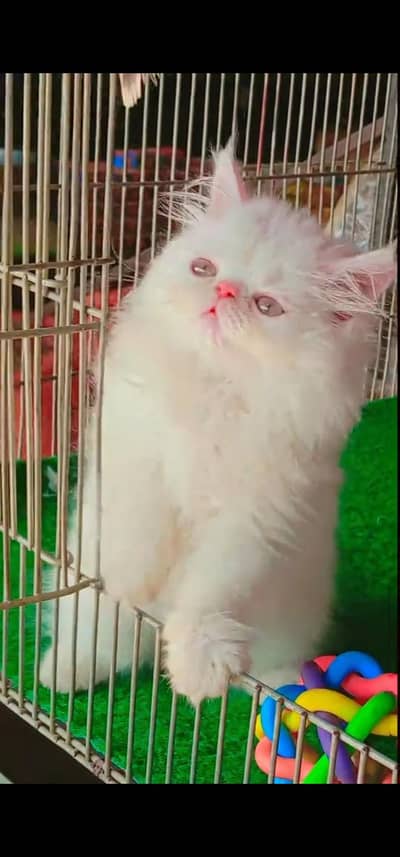 Quality Persian Punch face cat & kitten =03065316938=Whatsapp