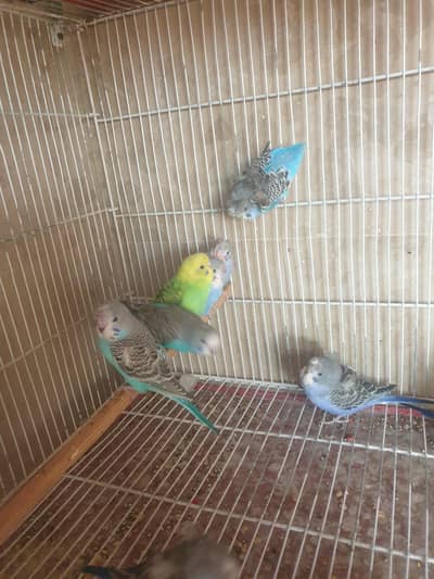 mix mutation ka phatta ha