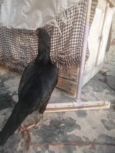 galwa asi madi kali moshki