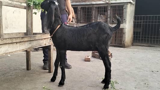 bettal female age 6 mah kherri