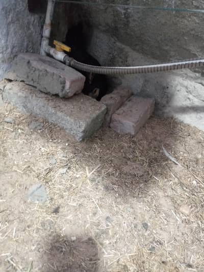 heera k pear munasif ret . ma or checks b mil jayen ghe 1 month tk inky