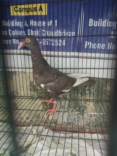 Brown danish pigeon