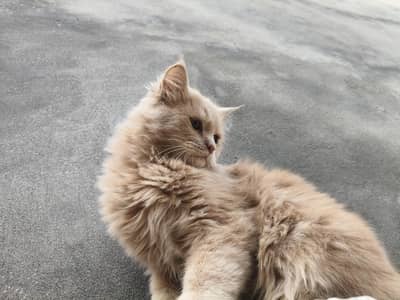 Persian Cat male