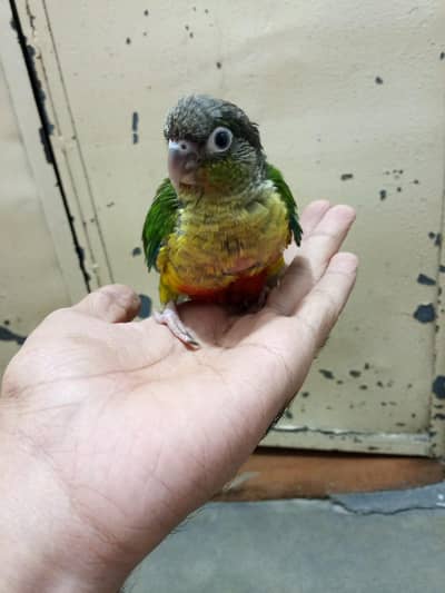 GREEN CHICK CONURE