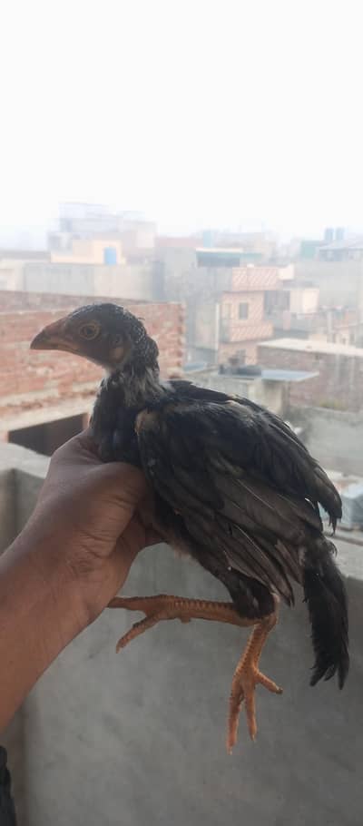 female hen with 2 chicks male and female|full active and healthy