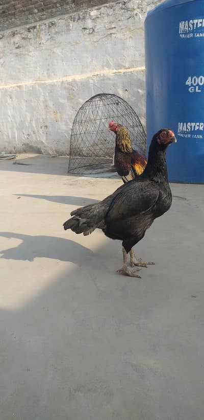 High quality mushki 03175087917