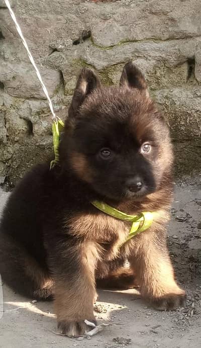 top quality German Shepherd long coat female 5 phase dark colour