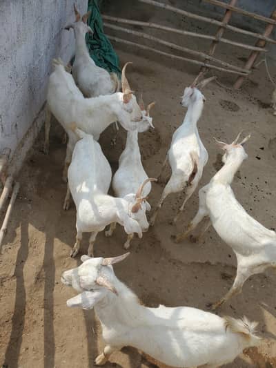 Hydrabadi teddy tapray 7 bakray pakky kheeray ready for 2026 qurbani