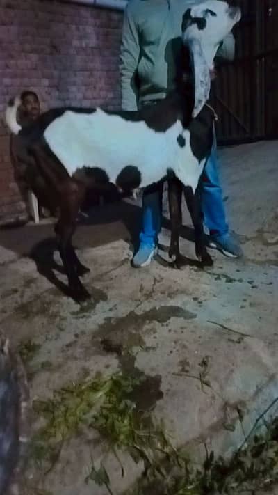 For sale 4 month ki gaban 8 dant fresh 40+ hight confirm path