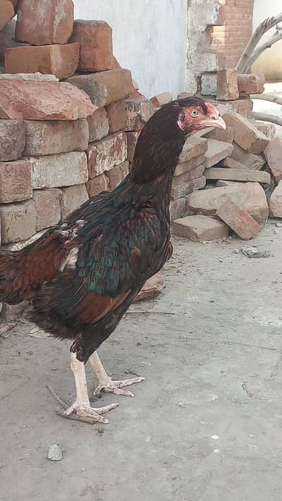 pure aseel breeder female