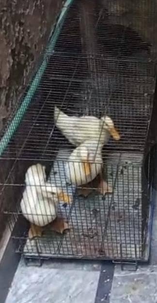 white ducks for sale