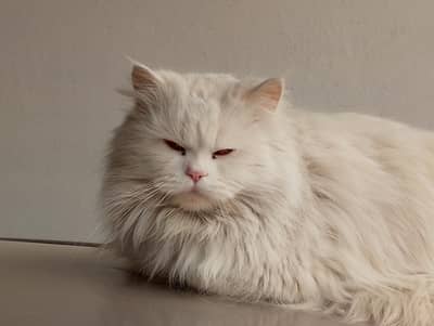 PERSION CAT MALE TRIPPLE CORT AGE AROUND 1.5 YEARS