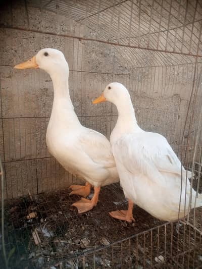 Ducks Pair Egg laying