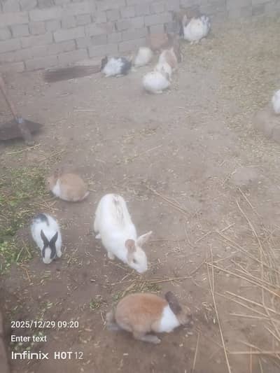 rabbit baby white rabbit