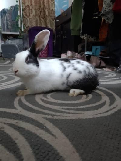 breeder pair of rabbit  for sale