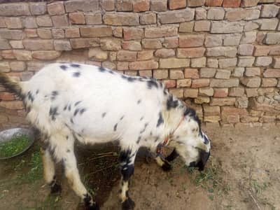 Beetal Cross Male Goat