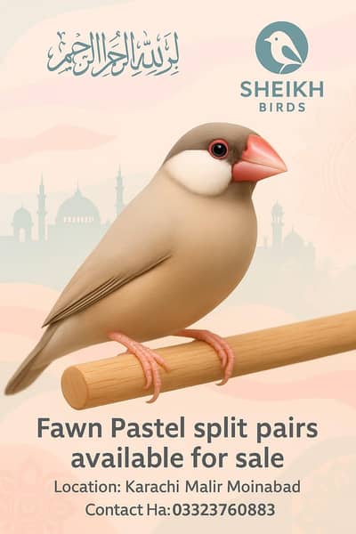 eumo pastel split fown pastel split pair available urgent sale