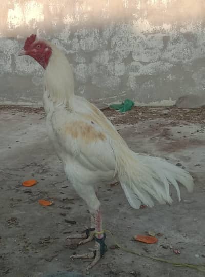 mashallah top quality  Heera aseel  B. S. long hight long long tail