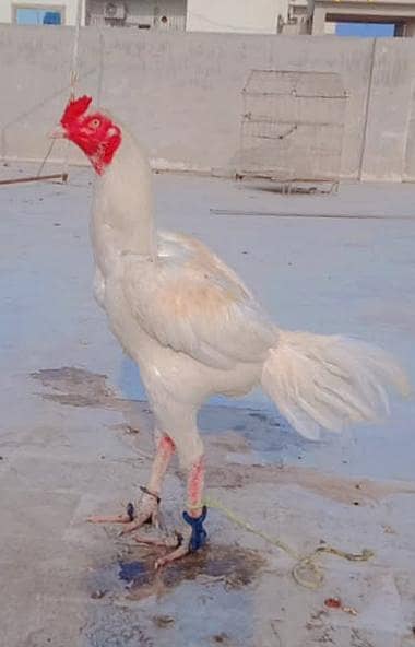 mashallah top quality  Heera aseel  B. S. long hight long long tail