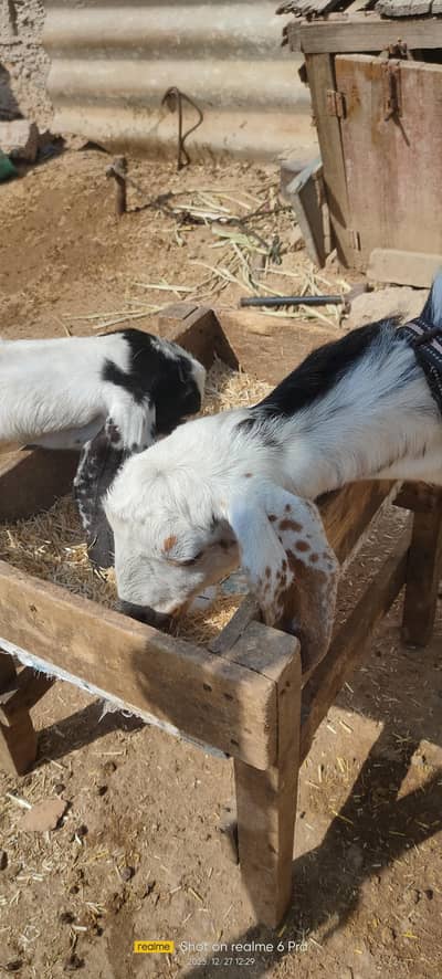 khasi bakry 7 8 month k