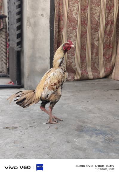 Shajra murga 03024515597