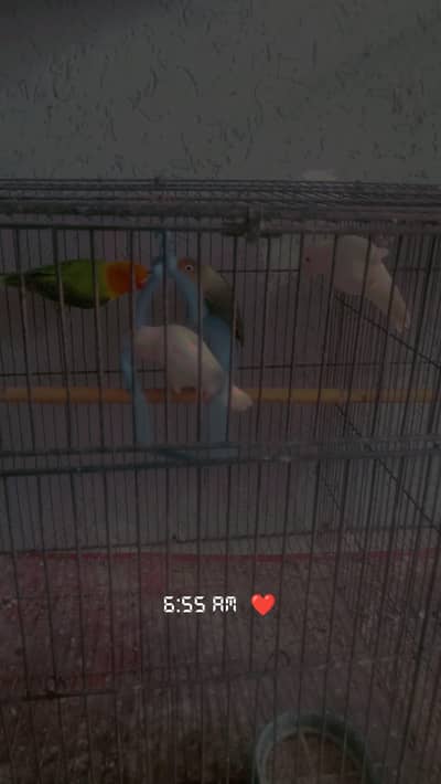 love birds breeder pair