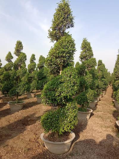 Kushi Muhammad Green Farm