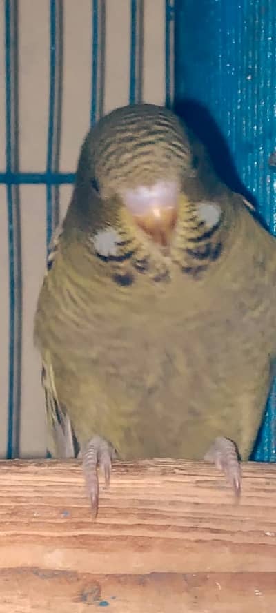 Black Face and Black Win Sprit