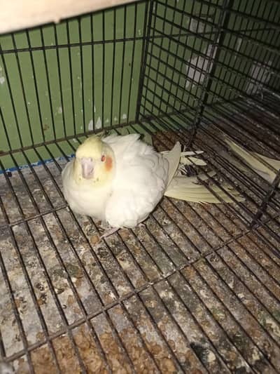 Cocktail pair with eggs without box arrgently