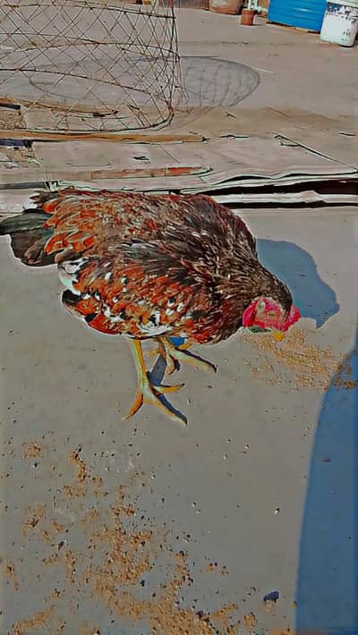 mini aseel murga ko shamo for selll