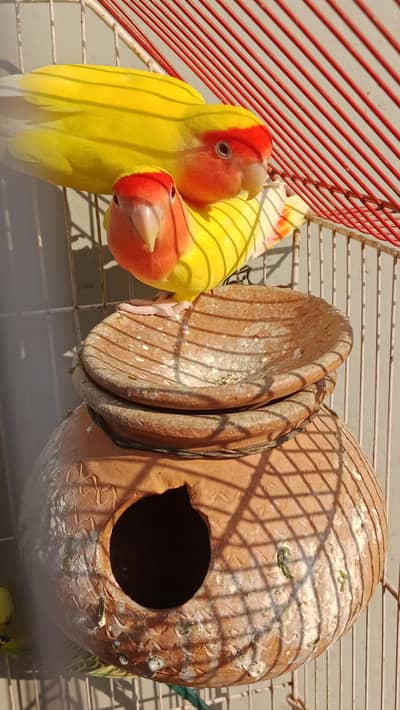 confirm braider pair