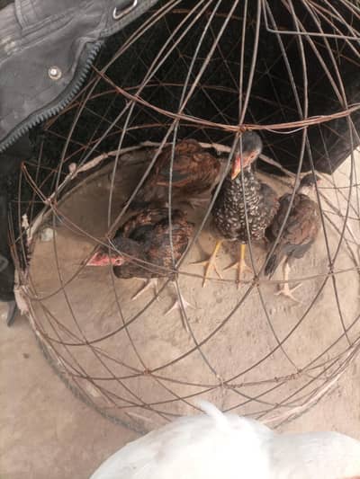 Aseel Chicks 2 male 2 female