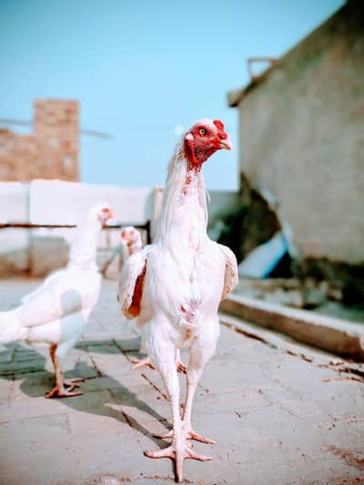 white Hera aseel fresh eggs