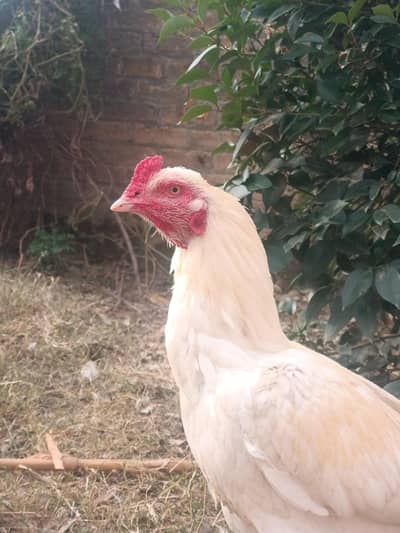 Aseel murga for sale