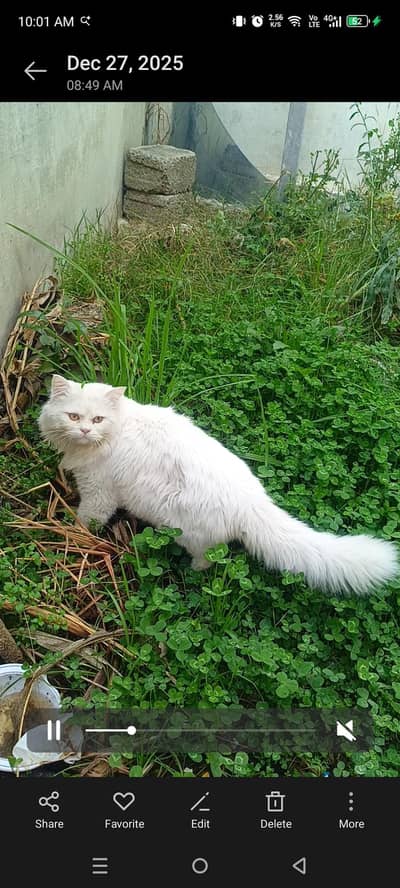 Persian Cat 