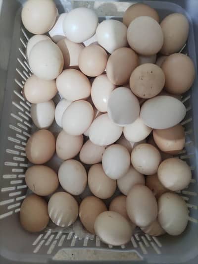 Pure Desi eggs available