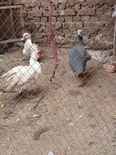 white mask with duck