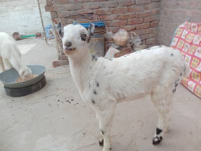 health or active male for sale context number 03265300290