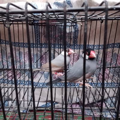 PASTEL GRAY JAVA FOR SALE