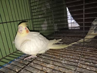 Cocktail pair with eggs without box 03155760223