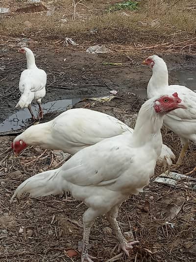 chance wali deal pure aseel