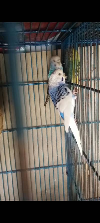budgies adult pair