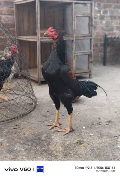 mina wali and Thai cross full heathy and active