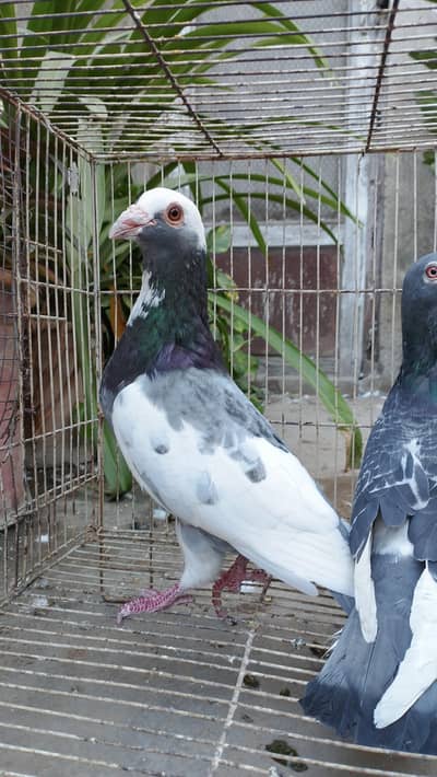 Male Pigeons