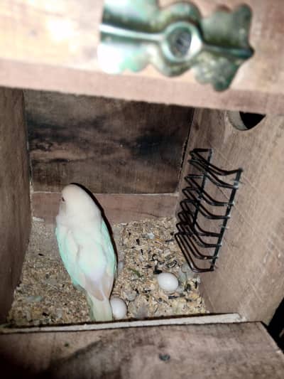 0327-0277654/cage/parrot/love bird/cocktail/bajri/hogo/Australian/chic