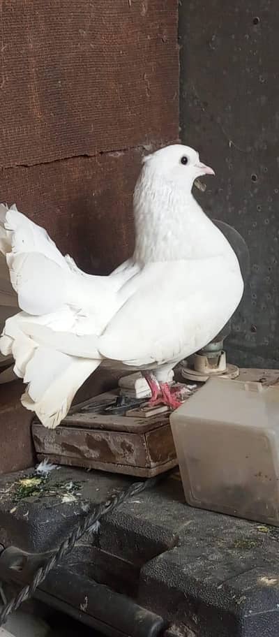 lakka kabooter for sale