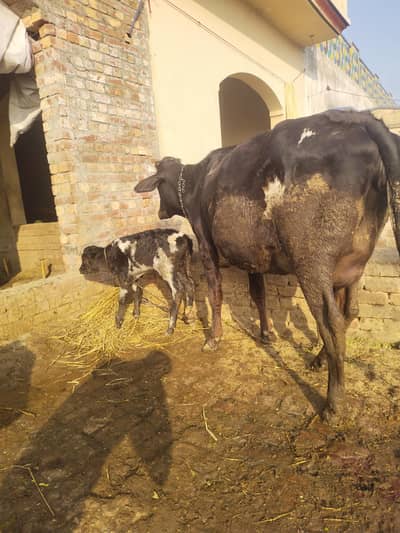 fresh delivr cow 6 dant for sale