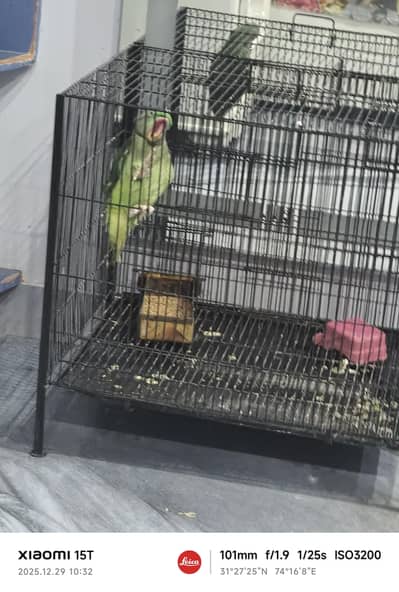 Raw parrot 5-6 years old